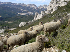 France-Provence-Walking in Provence